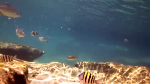 Must watch fish aquarium Discovery