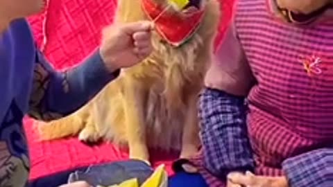 Super dog