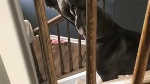 Grey dog howls on stairs