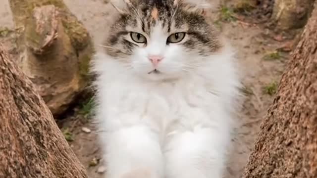 cat pawning at tree trunk