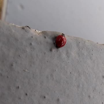 Beautiful ladybug