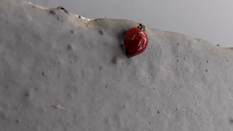 Beautiful ladybug