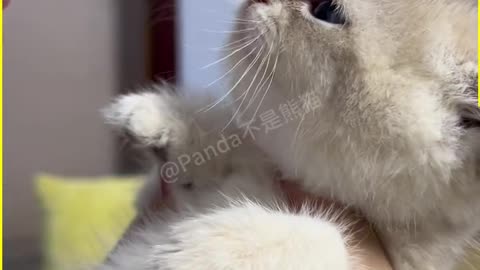 The little 😺 cat makes me 🫠 melt