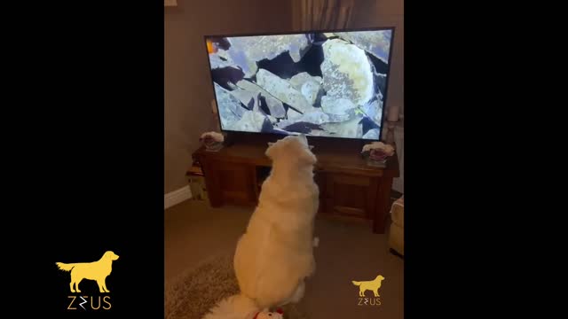 puppy watching tv / perrito viendo la television