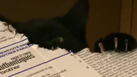 Cat Takes Bites from Box