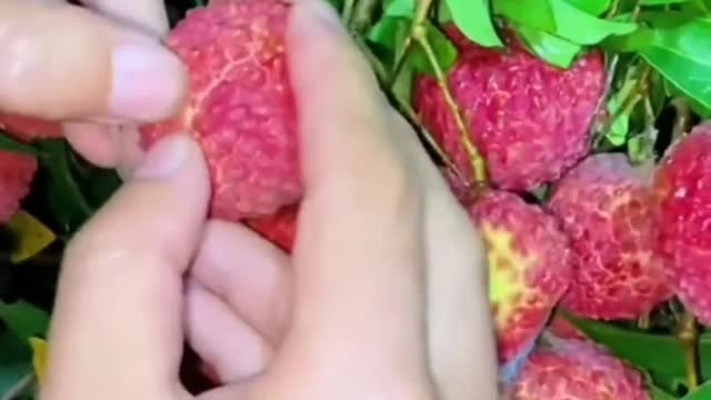 Fruits Video Farm Fresh Ninja Fruit Cutting Satisfying Fruit | Amazing Fruits Video #fruits #short