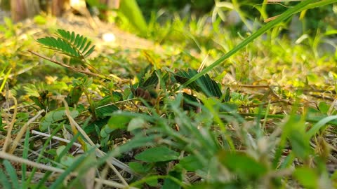 Time Lapse Plant Movement Mimosa Pudica - Eyes Therapy