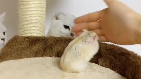 two cats