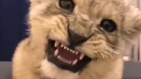 Very cute little lion🥰