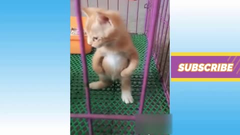 Baby Cats - Cute and Funny Cat Videos Compilation | Aww Animals Abodh