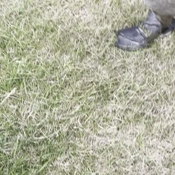 Play with geese babies