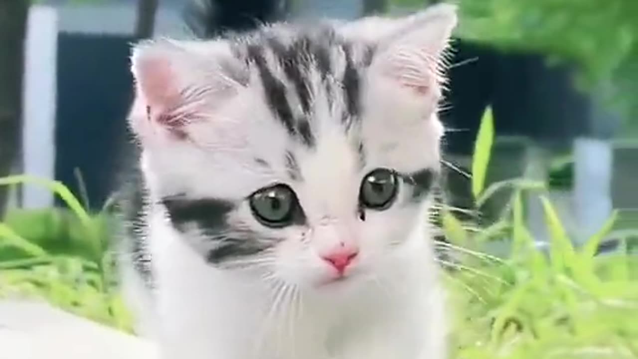 Cute Cats