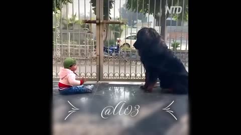 Cute Baby Playing With Dogs Compilation