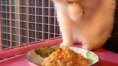 Cute and Funny Cat Videos Compilation