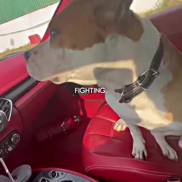 Tates Dog is retired from fighting 🦍