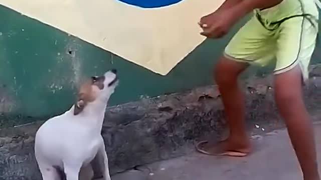 Dog dancing - Funny Moments - Try to not laugh