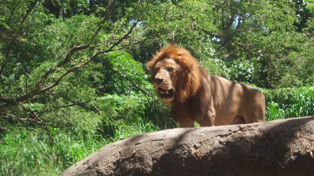 The Kings of the jungle!!