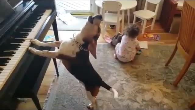 Dog playing piano and singing,dancing /viral only