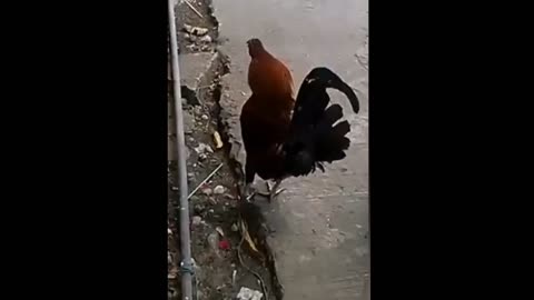 Extraordinary Crowing Chicken