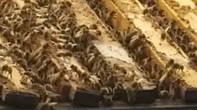 Bees buzzing inside super