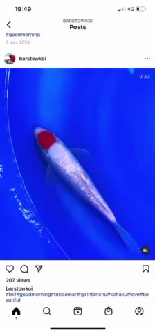 GinRin Tancho Koi🔥😮🔥🇯🇵🔥