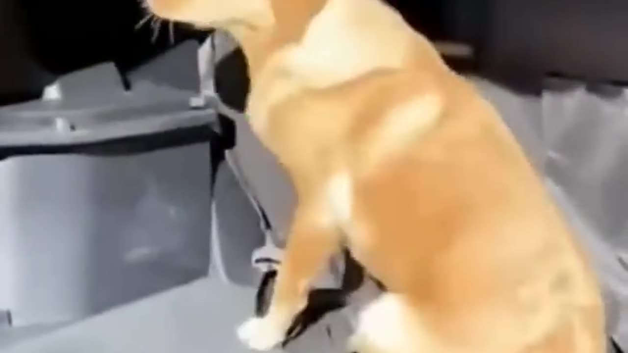 Cute and Funny Animal Video