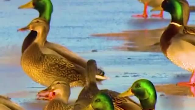 Beautiful Duck Swimming#Shorts #FunCinema