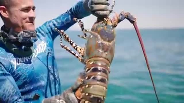 We've never seen so many lobsters this big before!
