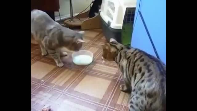 Gif video of cats drinking milk