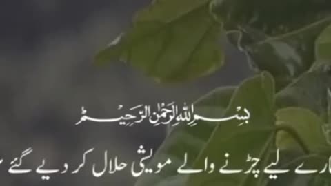 Beautiful Quran Recitation