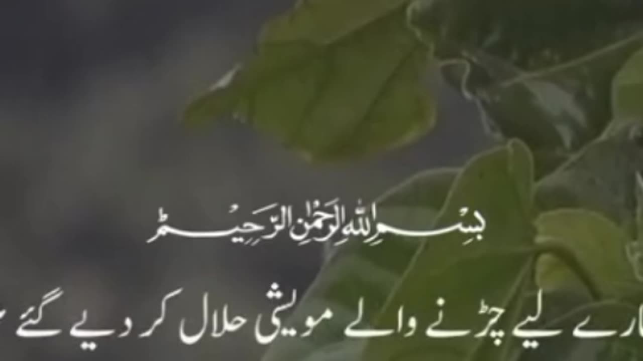 Beautiful Quran Recitation