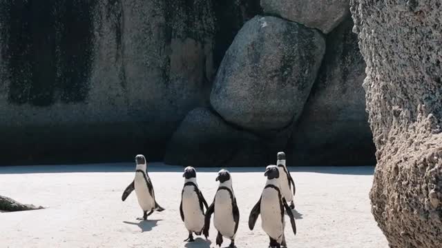 Video of Penguins Walking