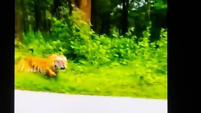 Vicious tiger attack bikers