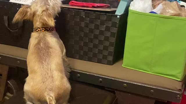 Sherlock watching paw patrol