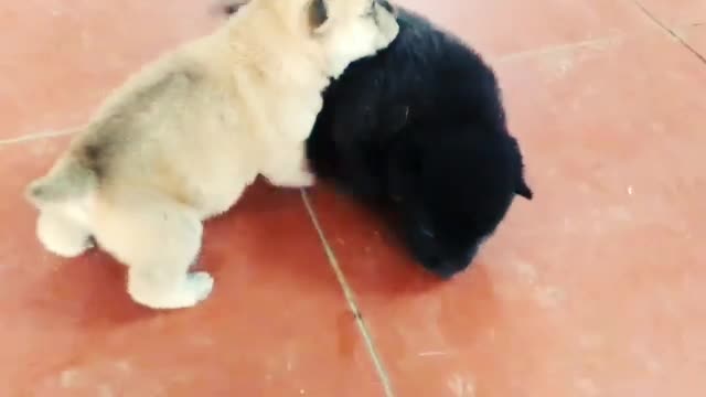 Dog funny video. Cat funny vedio. Dog crying. Cat crying.