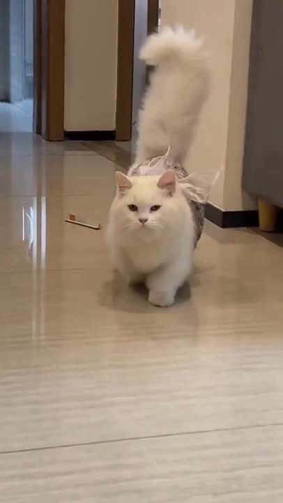 0.cute and funny cat shorts❤#shorts #cat #cutecat