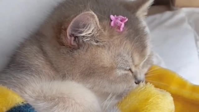 When it sleeps, it curls up into a ball