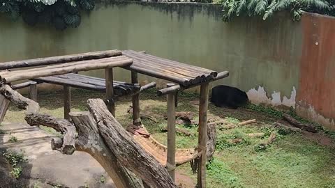Bear taking a bath