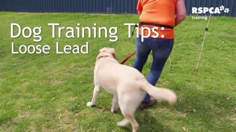 Lession - 3: how to teach your dog to walk on a loose lead