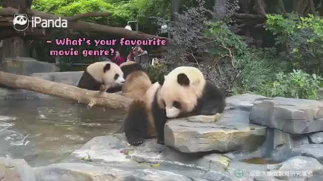 Jealous little panda | so cool