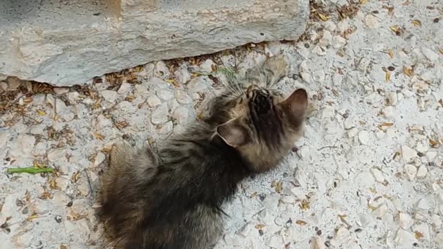 Funny cat video