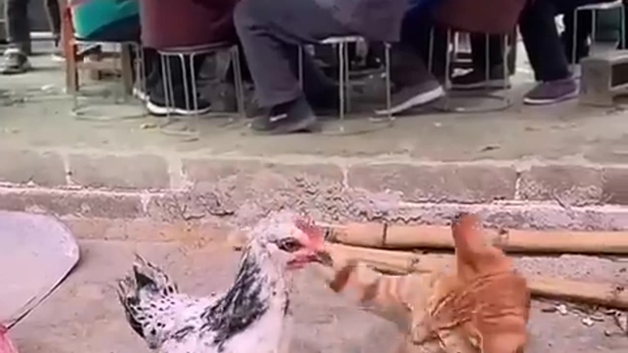 Cat and Hen fight