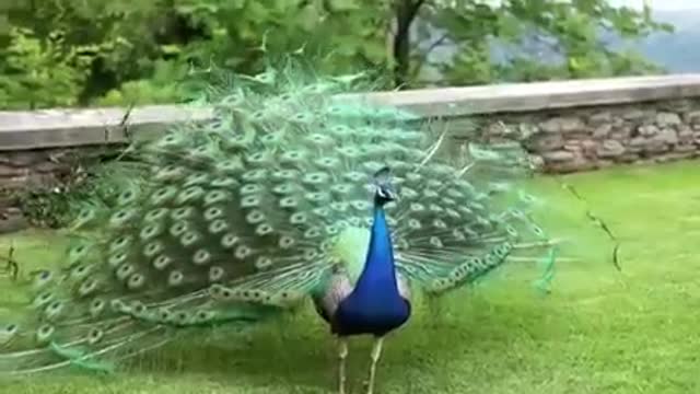 Peacock dancing in rainy season