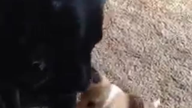 Luna, Who Is Your Best Friend? This Is Soooo Cute!