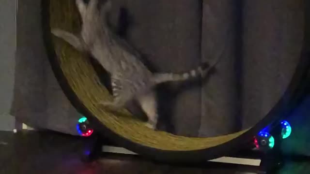 My cat Katara playing on the cat wheel.