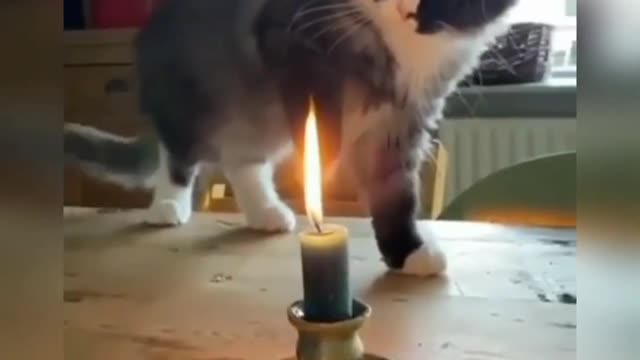 Moment 🔥 of cat 😺