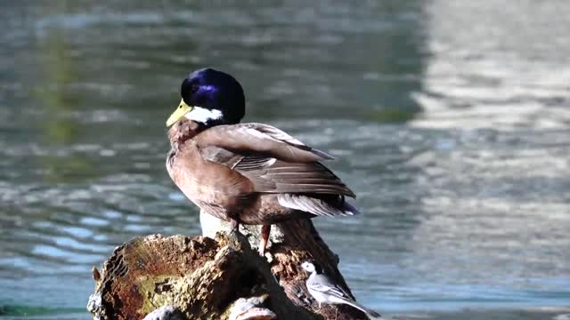 A Duck Resting On A Tree Log Over The Lake