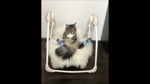 cat on swing