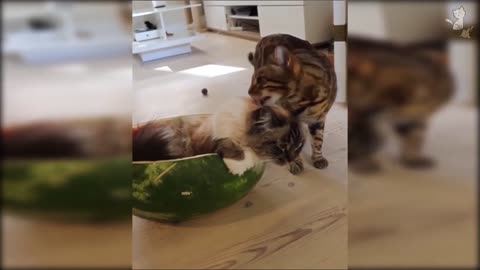 Cat with the watermelon