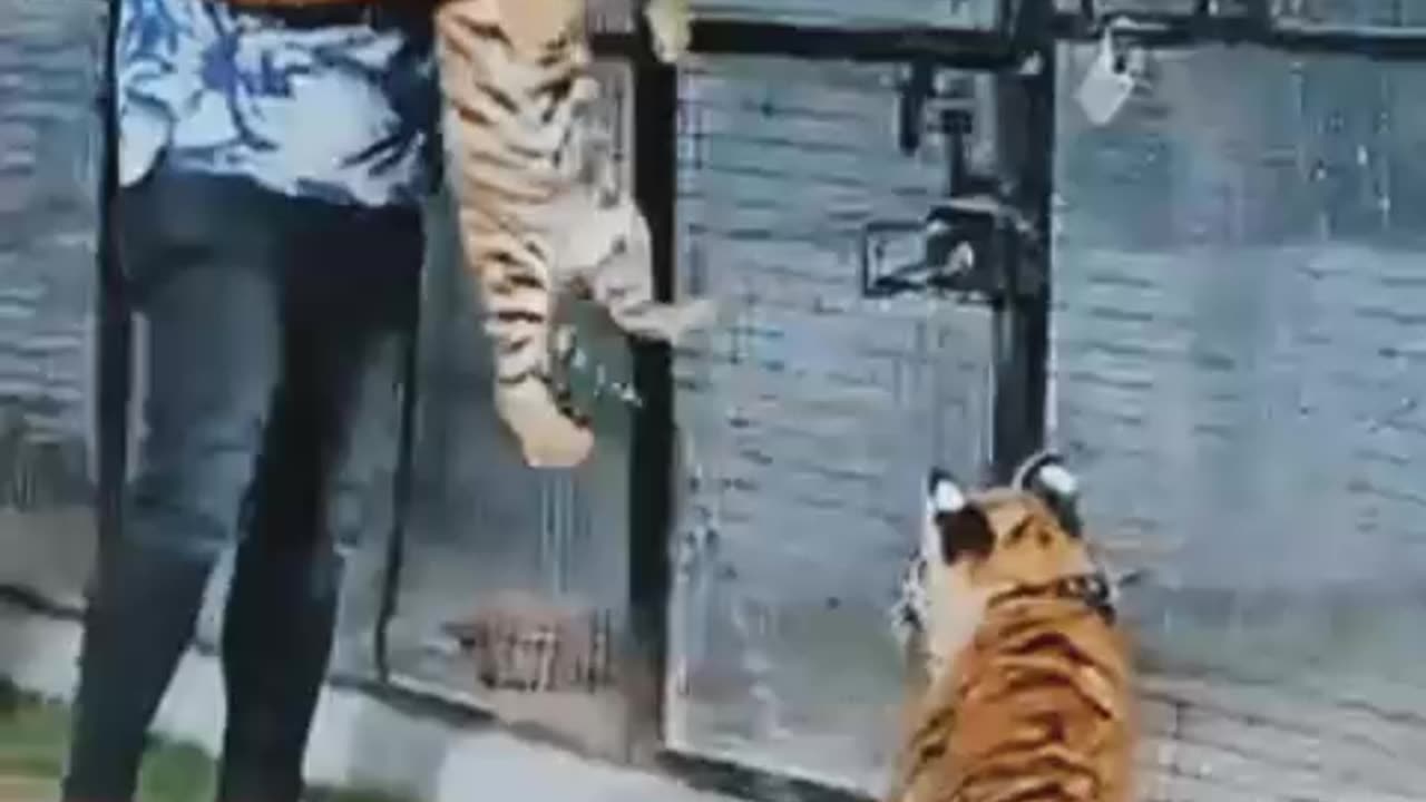 Cute tiger and pets